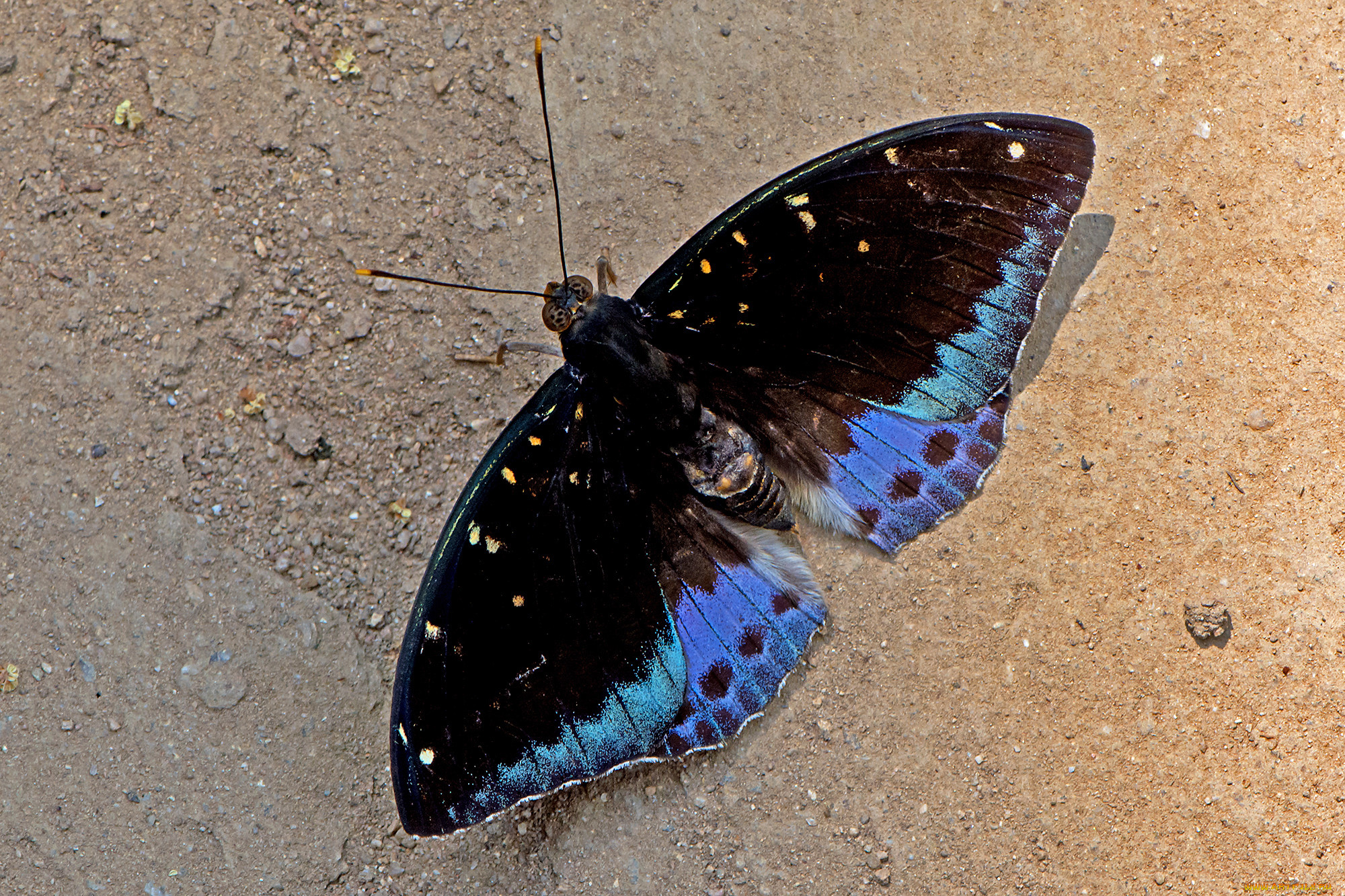 lexias pardalis - common archduke, , ,  ,  , 